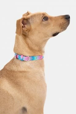 Adika Adika ❤ Dogs Styler Dog Collar