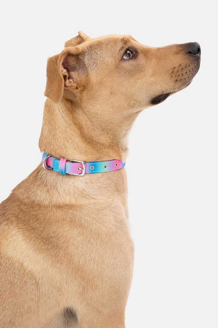 Cheap ⌛ Adika Adika ❤ 🐕 Dogs Styler 🐕 Dog Collar 😍 1 Adika Adika ❤ Dogs Styler Dog Collar