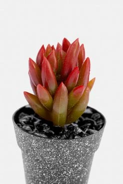 Adika Indie Faux Potted Succulent Home