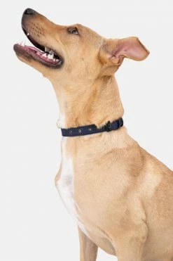 Adika Adika ❤ Dogs Styler Dog Collar