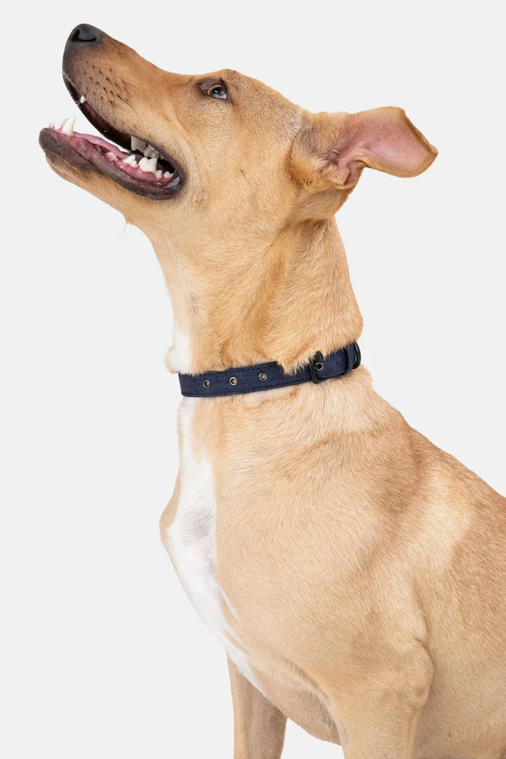 Flash Sale 🎁 Adika Adika ❤ 🦮 Dogs Styler 🦮 Dog Collar ⭐ 1 Adika Adika ❤ Dogs Styler Dog Collar