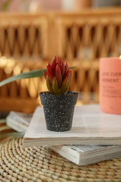 Adika Indie Faux Potted Succulent Home